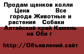 Продам щенков колли › Цена ­ 15 000 - Все города Животные и растения » Собаки   . Алтайский край,Камень-на-Оби г.